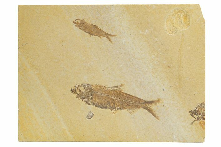 Pair Of Fossil Fish (Knightia) - Wyoming #318568